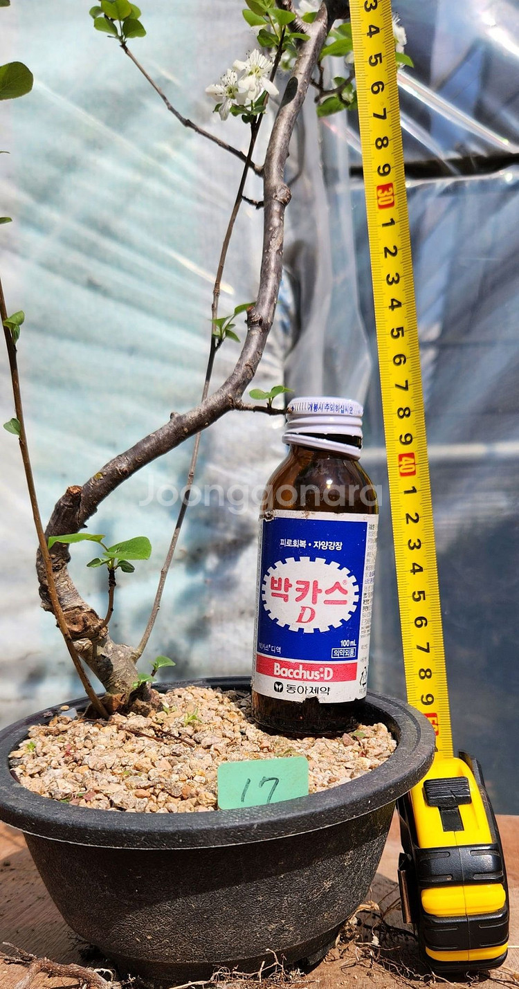콩배나무 화분포함 정원수 인테리어식물 카페화분 분재--8
