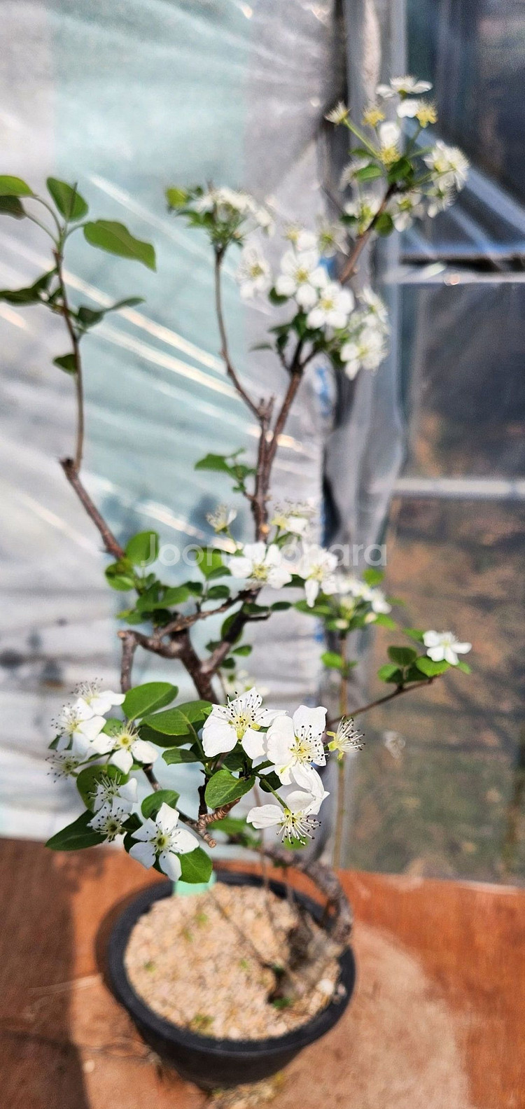 콩배나무 화분포함 정원수 인테리어식물 카페화분 분재--4