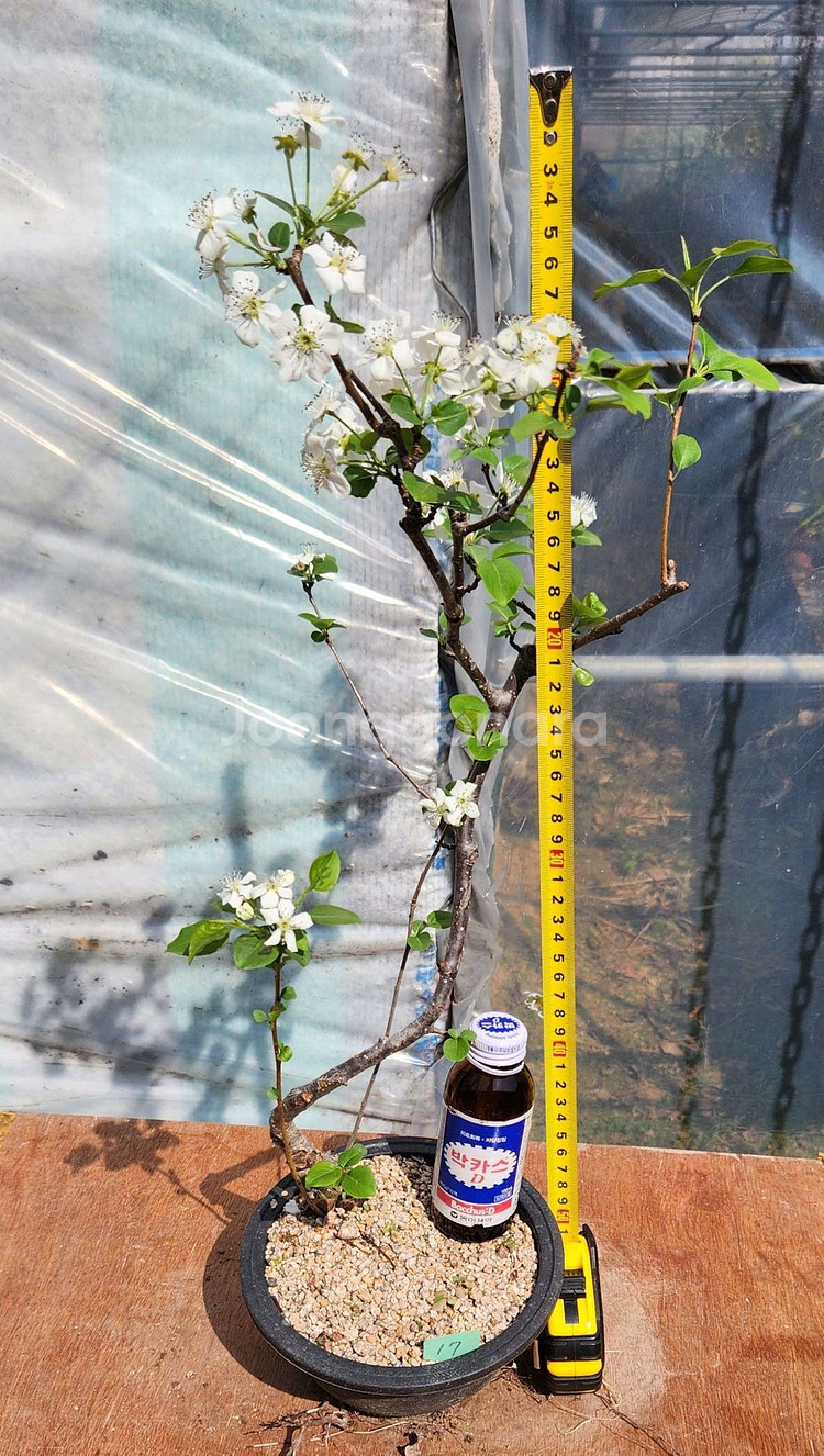 콩배나무 화분포함 정원수 인테리어식물 카페화분 분재--9