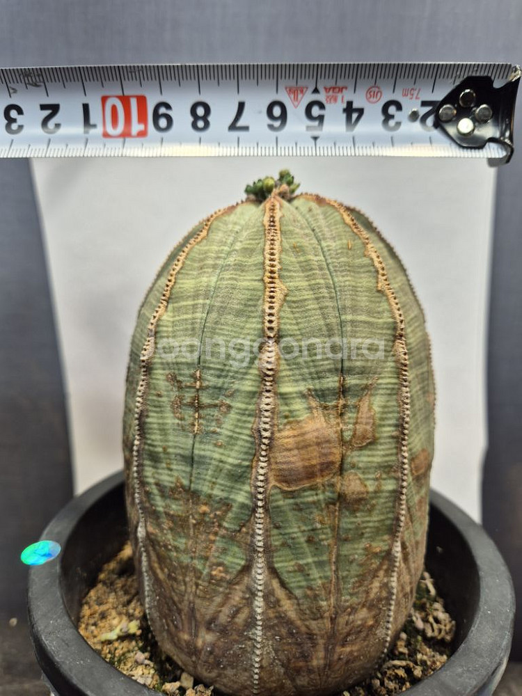 오베사 선인장 유포르비아 괴근 아프리카식물--0