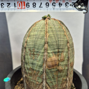 오베사 선인장 유포르비아 괴근 아프리카식물