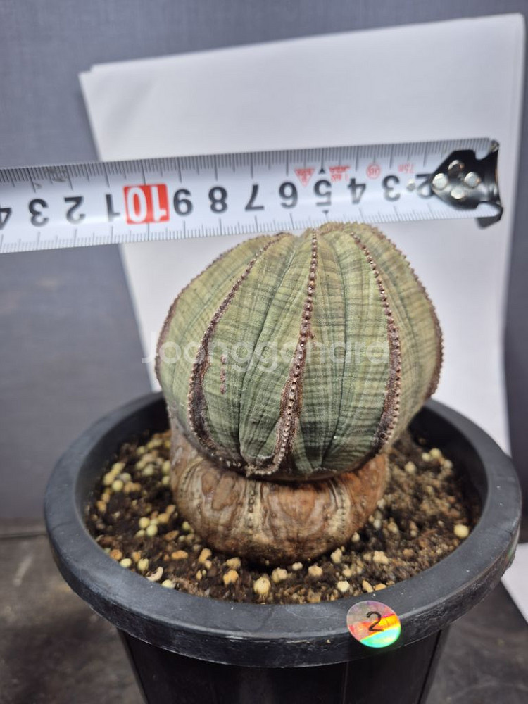 오베사 선인장 유포르비아 괴근 아프리카식물--1