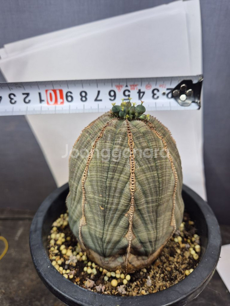 오베사 선인장 유포르비아 괴근 아프리카식물--2