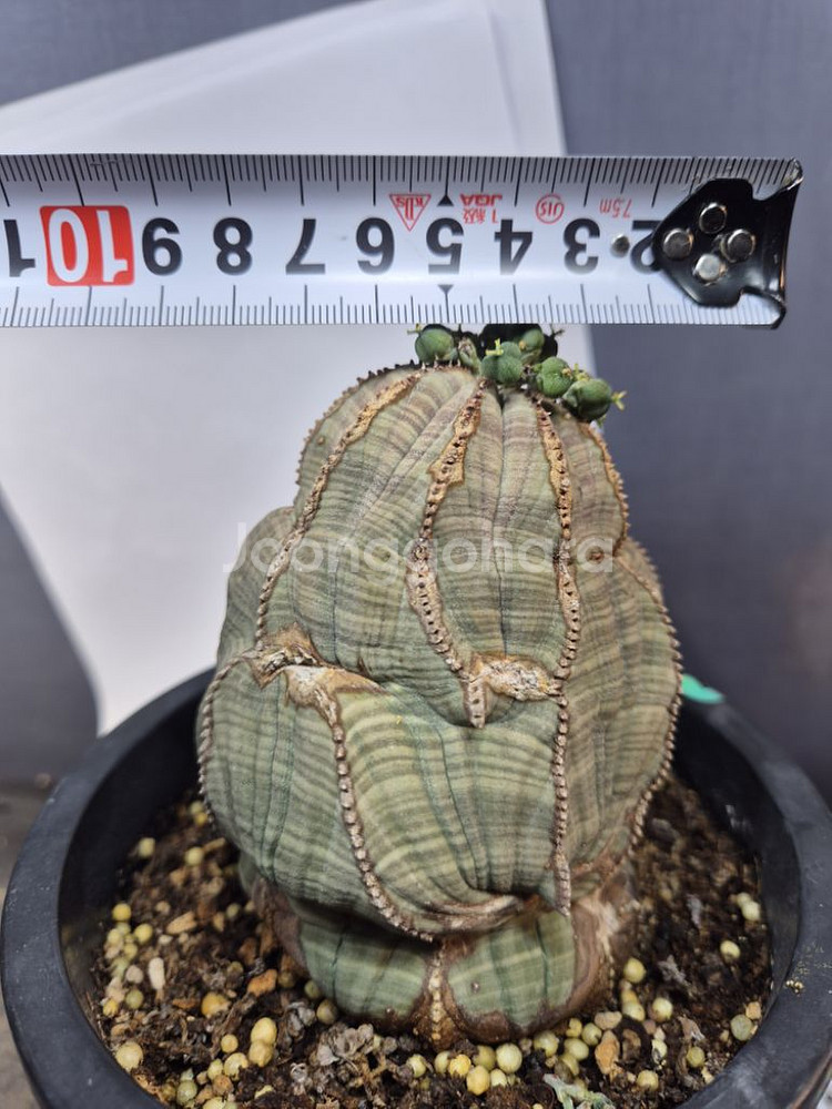 오베사 선인장 유포르비아 괴근 아프리카식물--3