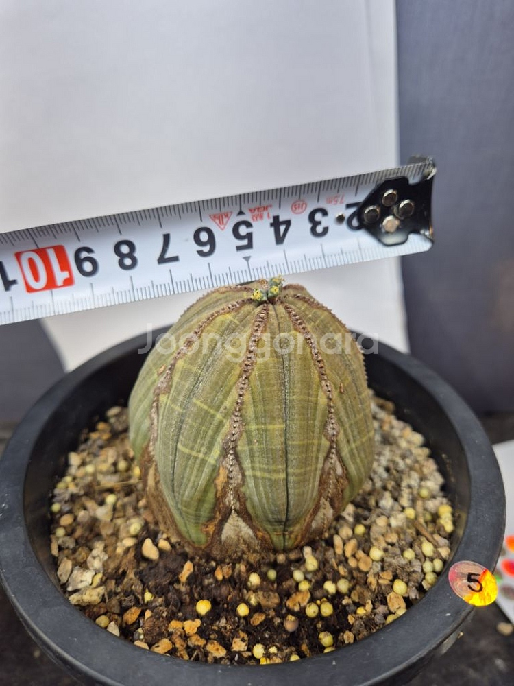 오베사 선인장 유포르비아 괴근 아프리카식물--4