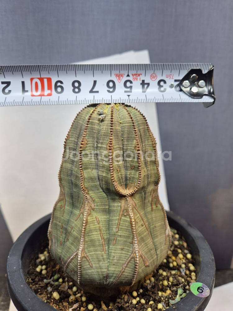 오베사 선인장 유포르비아 괴근 아프리카식물--5