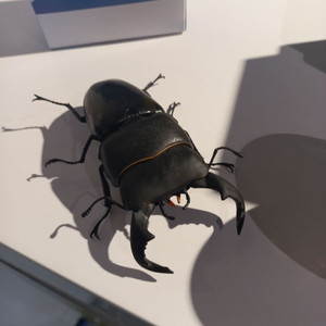 반다이 생물대도감 부세팔루스 왕넓적사슴벌레