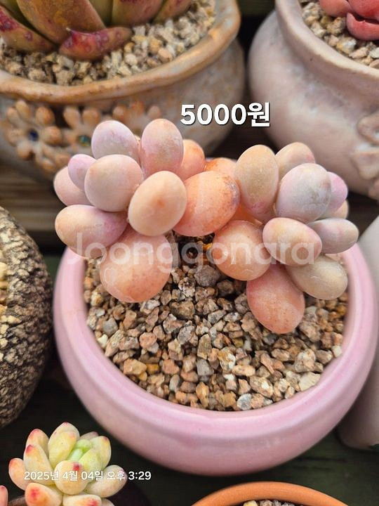다육식물 다육이--0