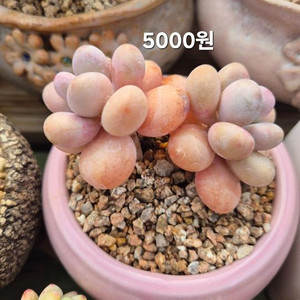 다육식물 다육이