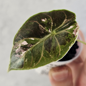 알로카시아 아즈라니 핑크 예약