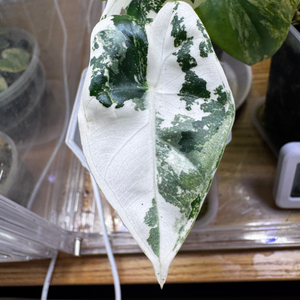 알로카시아 무늬 프라이덱