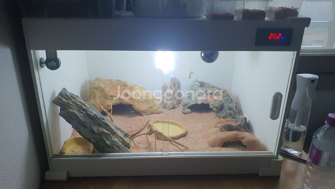 파충류 사육장팝니다[일괄][개별O]--0