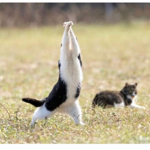 아이패드 프로 11또는13 M4 256 셀룰러 삽니다