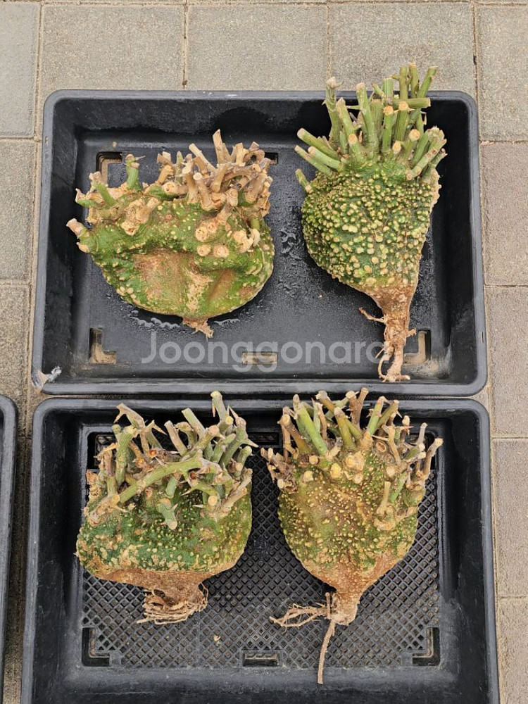 코덱스 수집가 필수템 아데니아 발리 (아프리카식물)--0