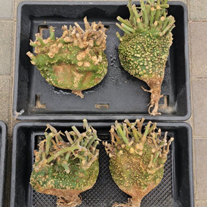 코덱스 수집가 필수템 아데니아 발리 (아프리카식물)