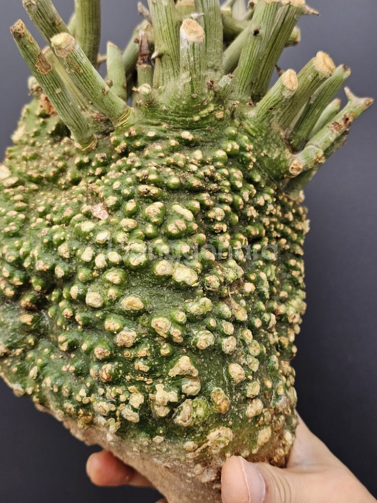 코덱스 수집가 필수템 아데니아 발리 (아프리카식물)--2