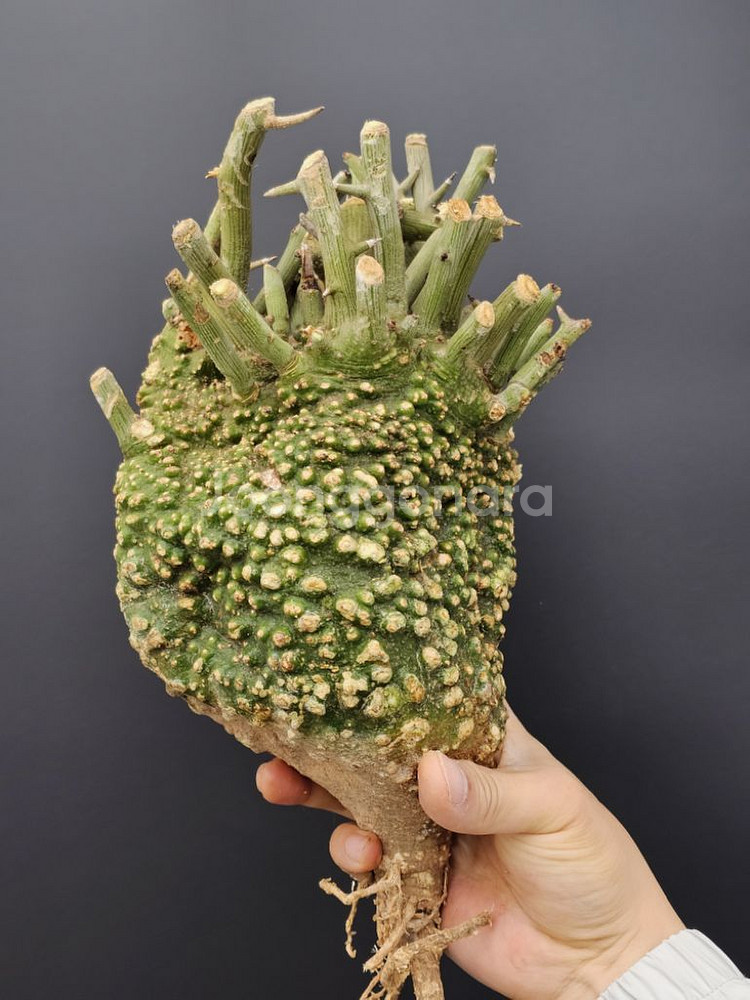 코덱스 수집가 필수템 아데니아 발리 (아프리카식물)--1