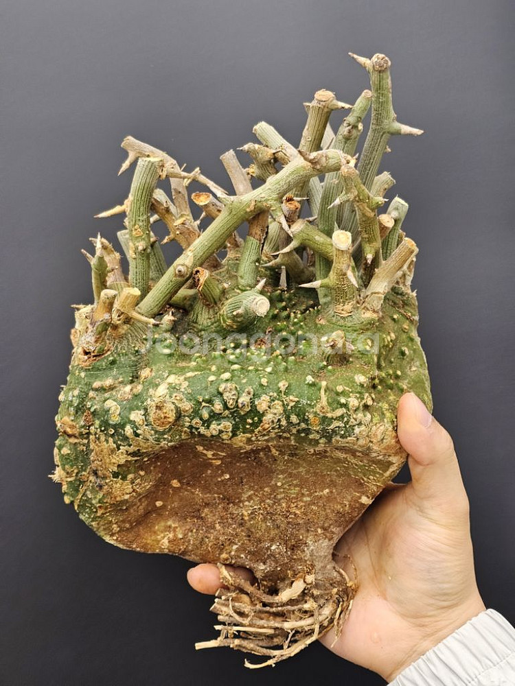 코덱스 수집가 필수템 아데니아 발리 (아프리카식물)--4