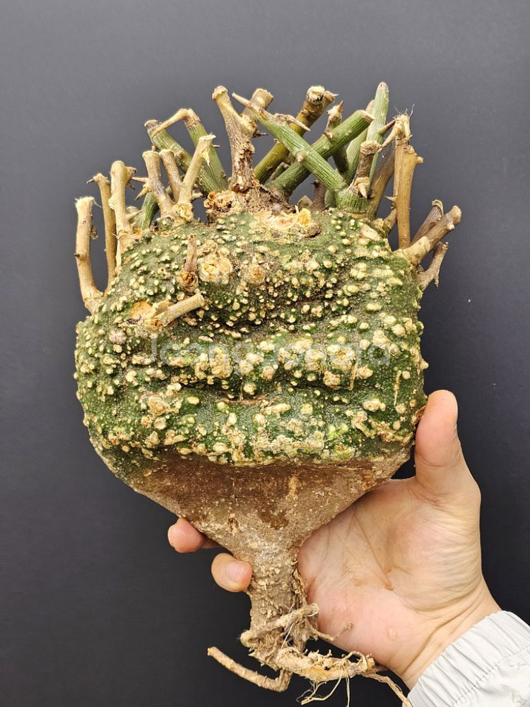 코덱스 수집가 필수템 아데니아 발리 (아프리카식물)--3