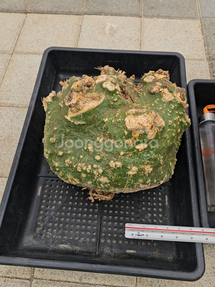 코덱스 수집가 필수템 아데니아 발리 (아프리카식물)--6