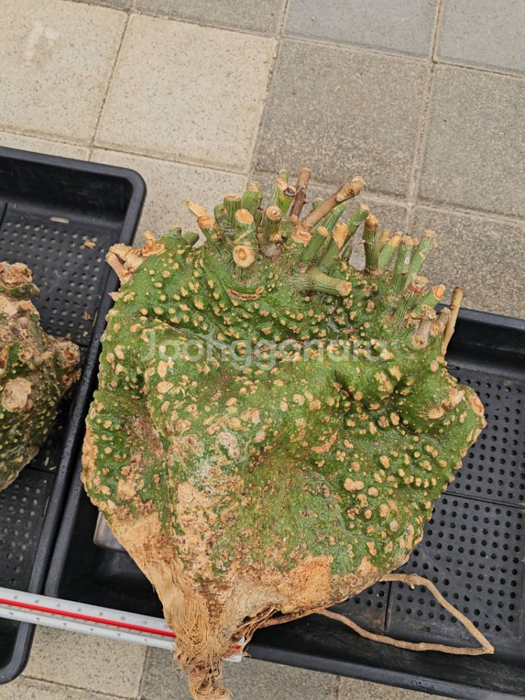 코덱스 수집가 필수템 아데니아 발리 (아프리카식물)--7