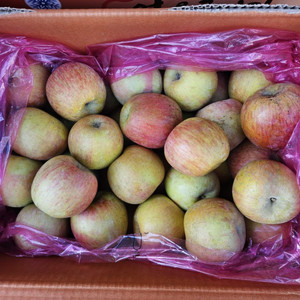 사과(얼음골)10kg 35,000원 초특가 !!!