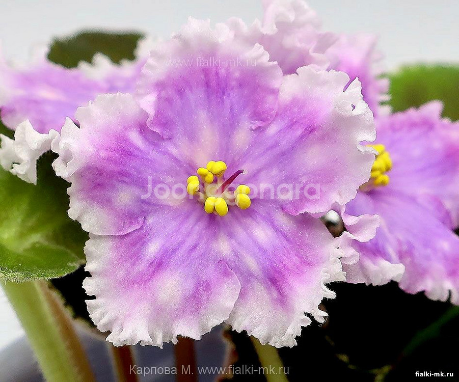 러시아 바이올렛) DN 크리스마스 스피릿 삽목분--0