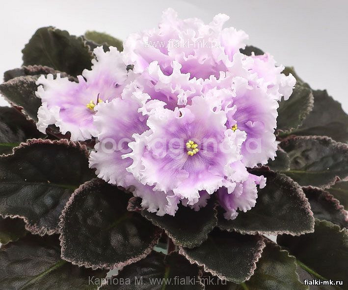 러시아 바이올렛) DN 크리스마스 스피릿 삽목분--1