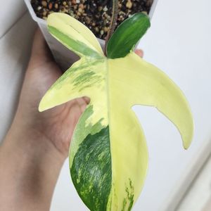 플로리다뷰티 바리에가타
