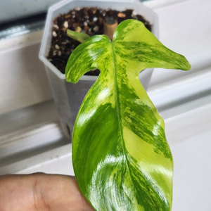 플로리다뷰티 바리에가타