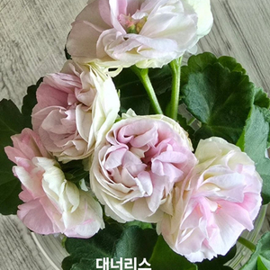 대너리스제라늄