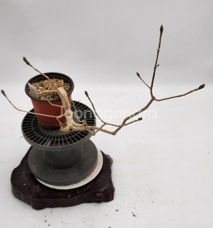 쇠물푸레나무 정원수 인테리어식물 카페화분 분재--0