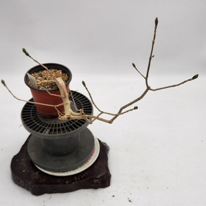 쇠물푸레나무 정원수 인테리어식물 카페화분 분재