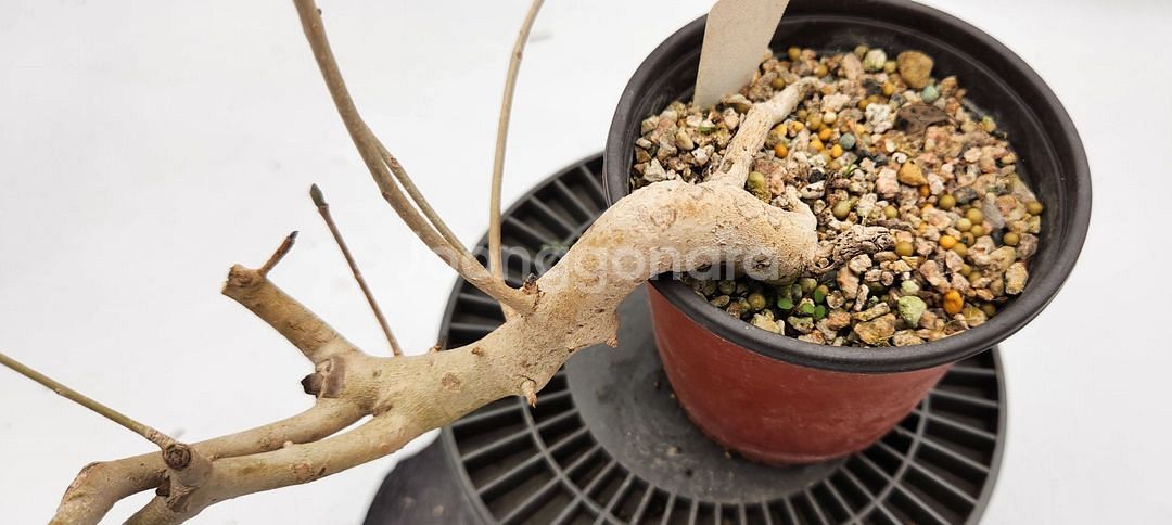 쇠물푸레나무 정원수 인테리어식물 카페화분 분재--3