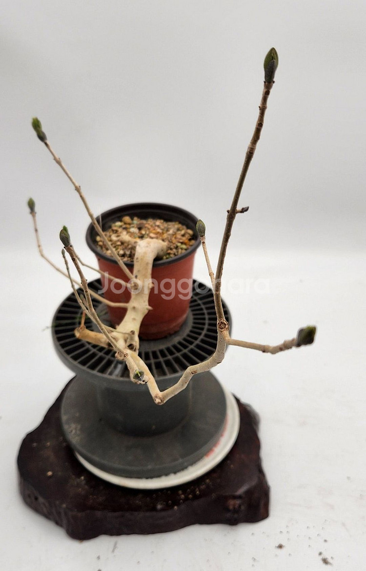 쇠물푸레나무 정원수 인테리어식물 카페화분 분재--5