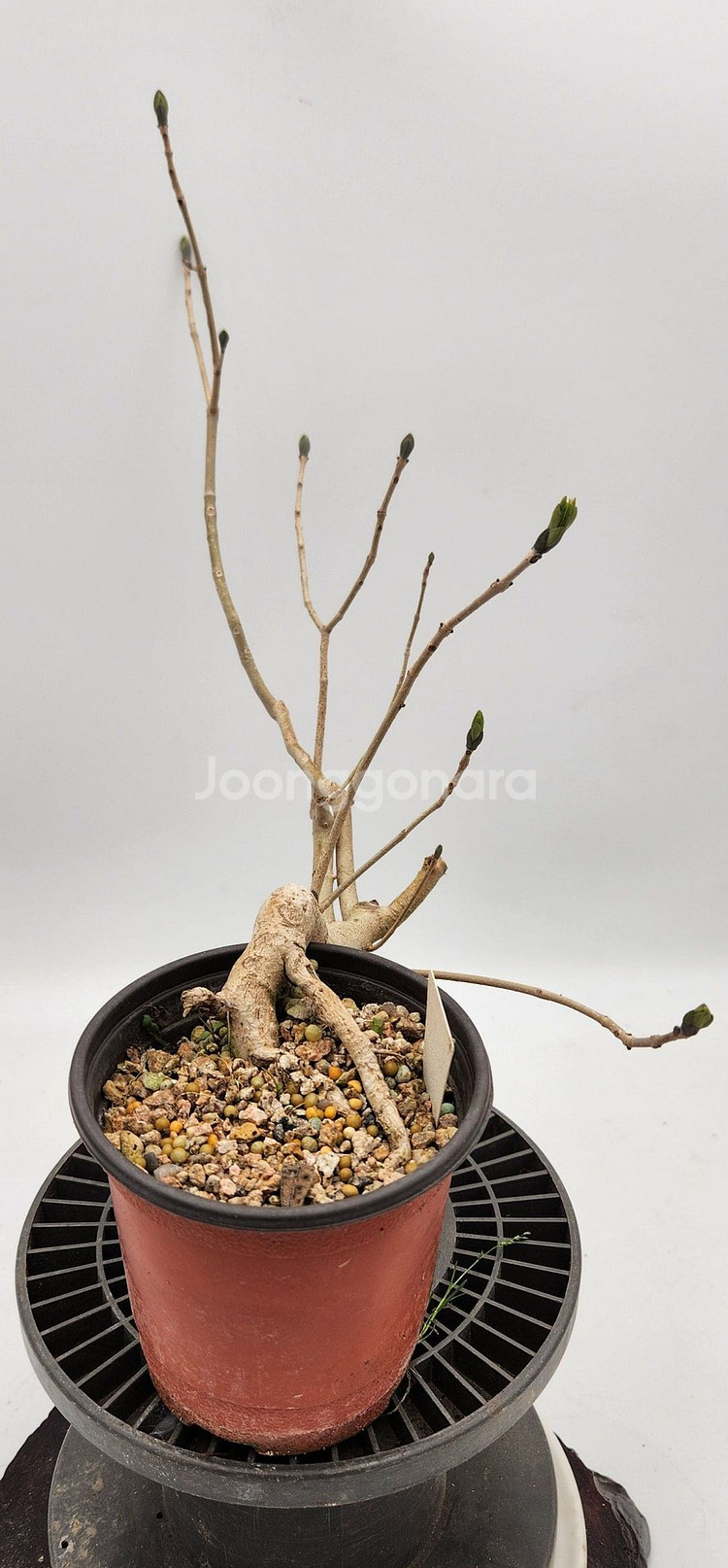 쇠물푸레나무 정원수 인테리어식물 카페화분 분재--2
