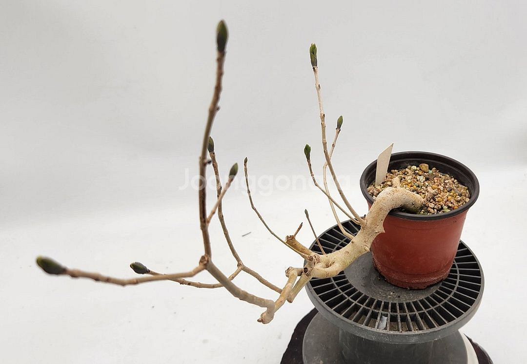 쇠물푸레나무 정원수 인테리어식물 카페화분 분재--4