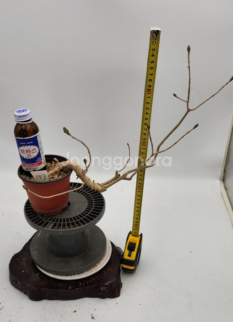 쇠물푸레나무 정원수 인테리어식물 카페화분 분재--8