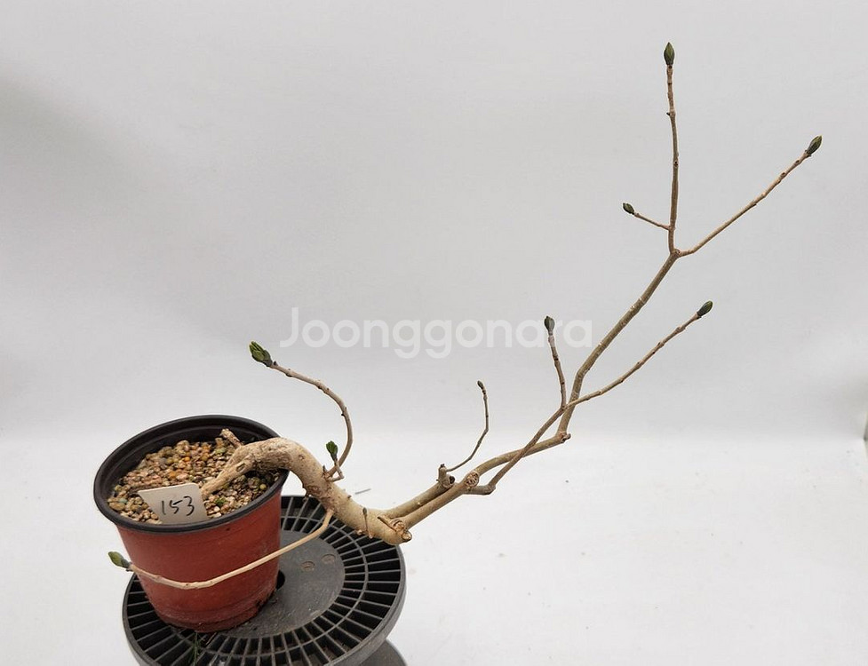 쇠물푸레나무 정원수 인테리어식물 카페화분 분재--6