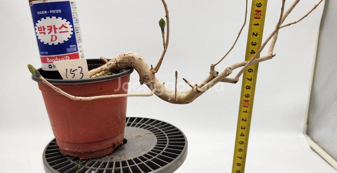 쇠물푸레나무 정원수 인테리어식물 카페화분 분재--7