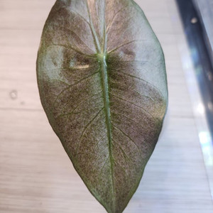 알로카시아 핑크드레곤 실버 바리
