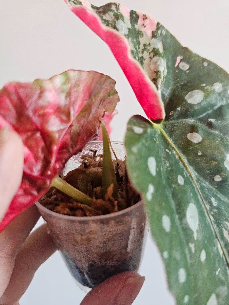 베고니아 마큘라타 핑크 바리에가타--1