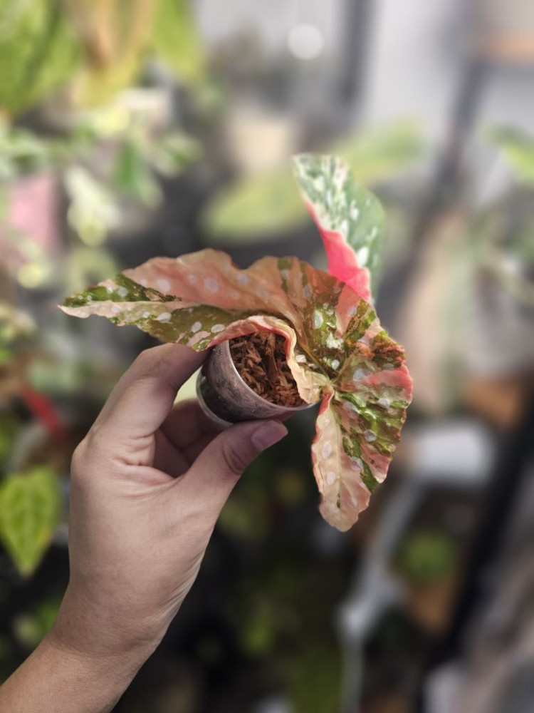 베고니아 마큘라타 핑크 바리에가타--5