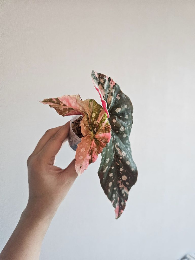 베고니아 마큘라타 핑크 바리에가타--2