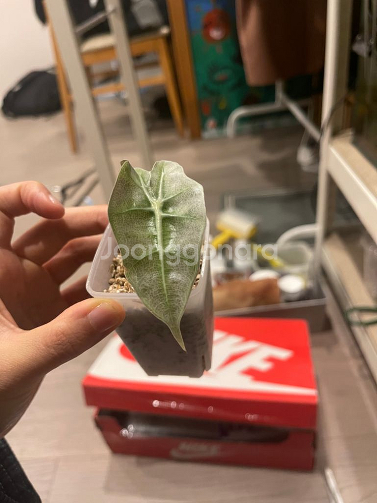 알로카시아 스테인글라스--0
