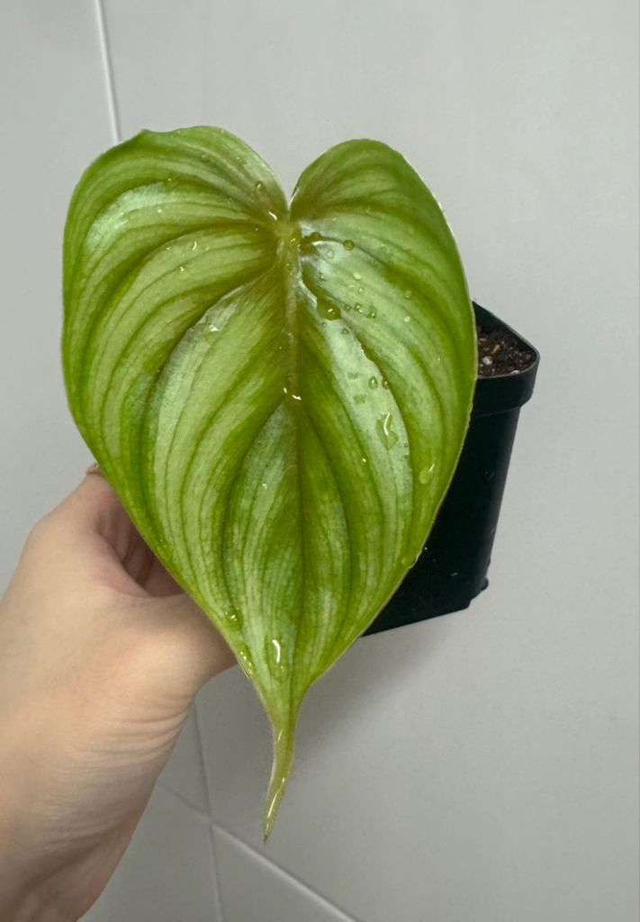 플로우마니 블랙페이스 (라운드폼)--2