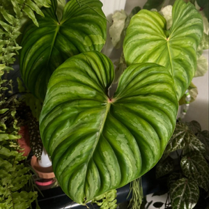 플로우마니 블랙페이스 (라운드폼)