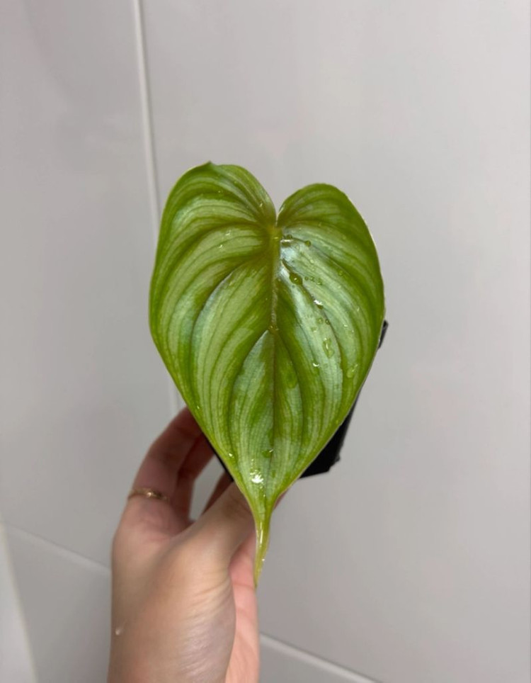 플로우마니 블랙페이스 (라운드폼)--1