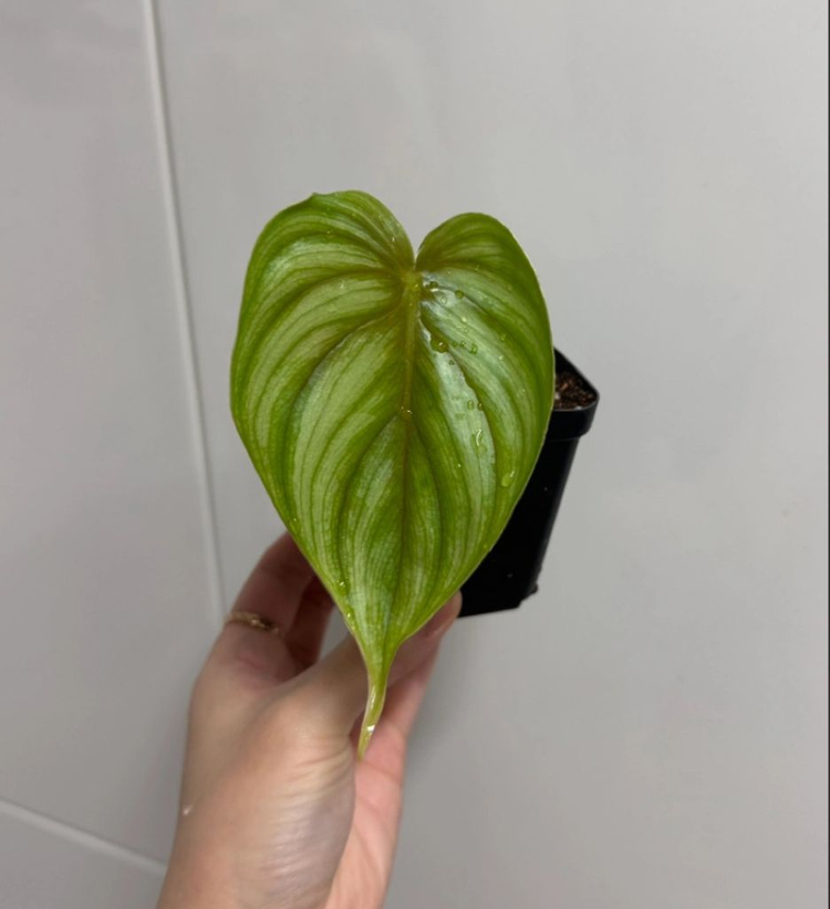 플로우마니 블랙페이스 (라운드폼)--3