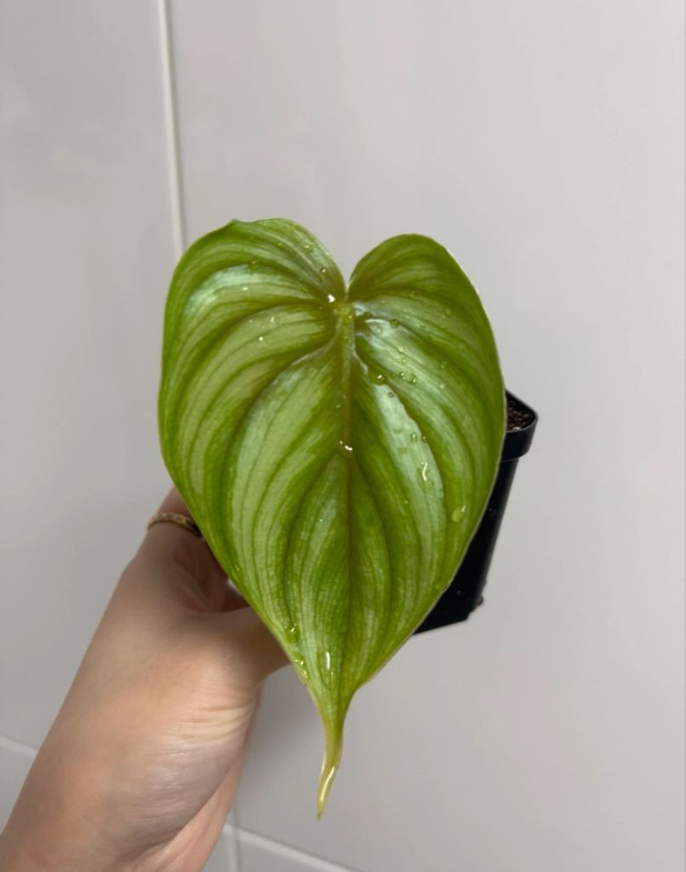 플로우마니 블랙페이스 (라운드폼)--4